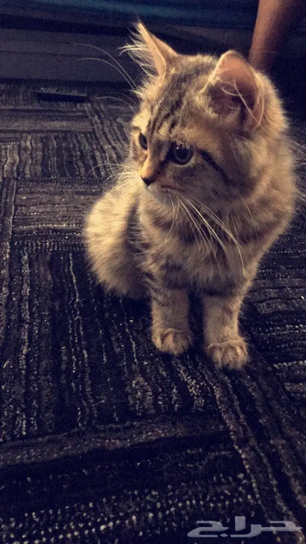 قطط شيرازي صغيرة للبيع  (image 3)