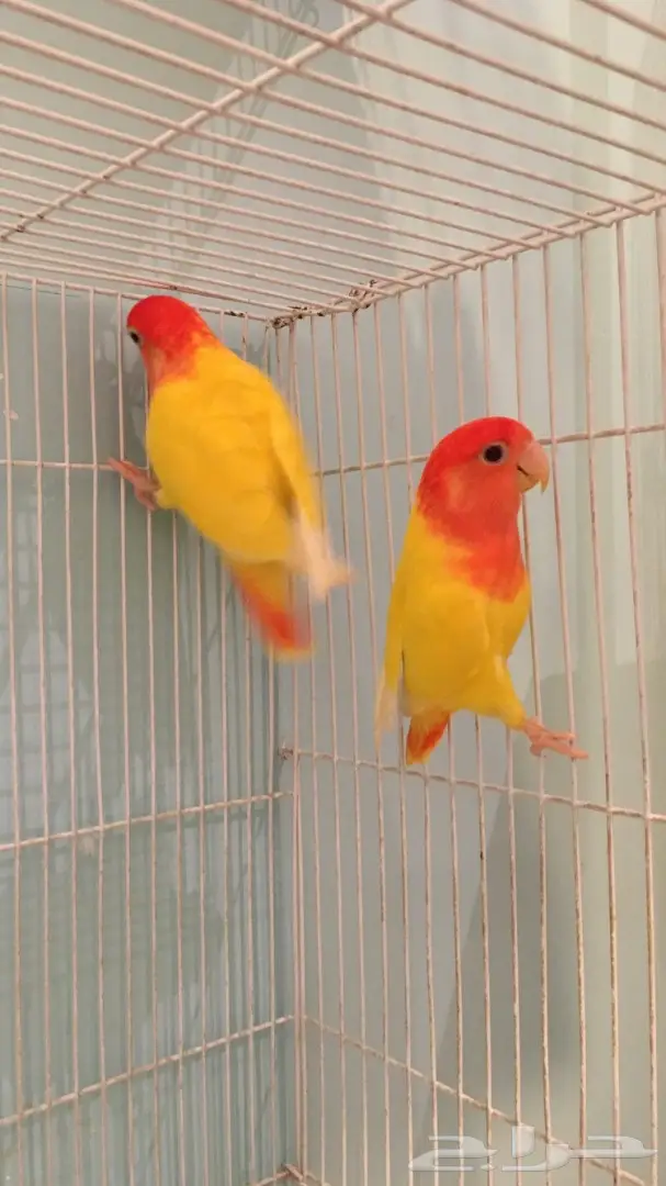 جوز روز لاتينو بفروخه