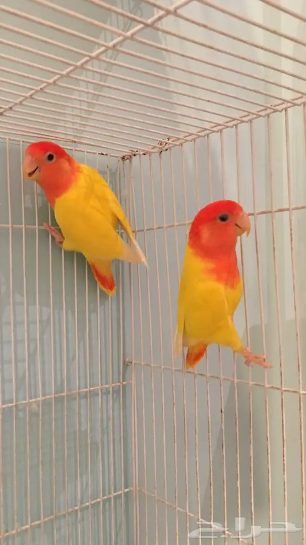 جوز روز لاتينو بفروخه (image 1)