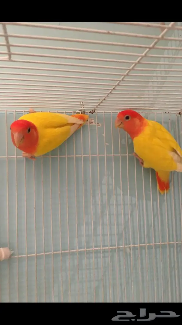 جوز روز لاتينو بفروخه (image 2)