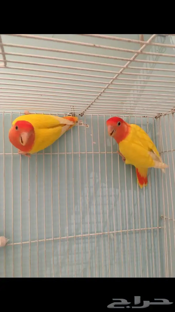 جوز روز لاتينو بفروخه (image 3)