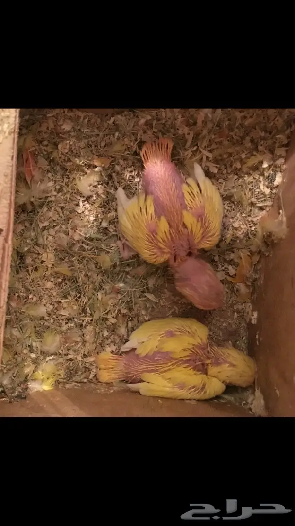 جوز روز لاتينو بفروخه (image 4)