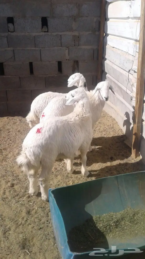 للبيع ذبايح طيبه شحم 