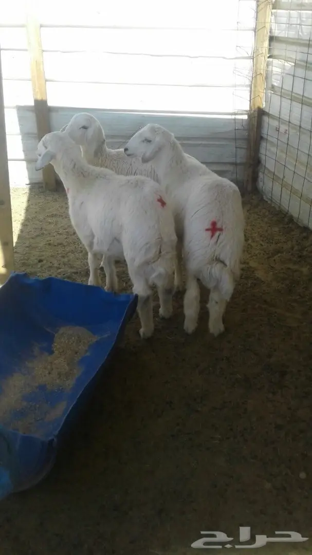 للبيع ذبايح طيبه شحم  (image 1)