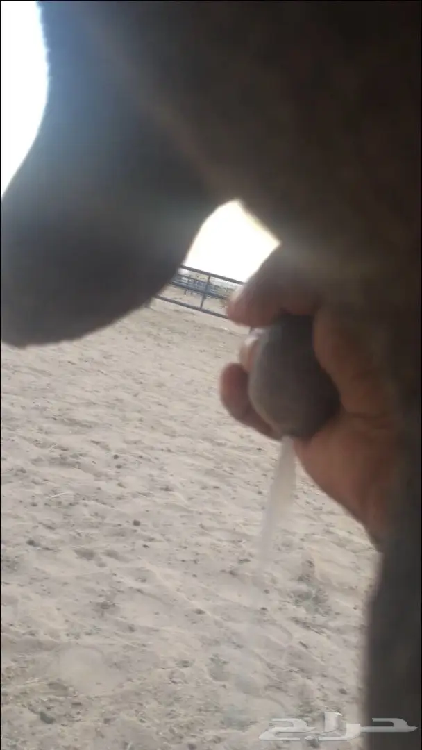 خلفه منيح جدا  وهديه  (image 4)