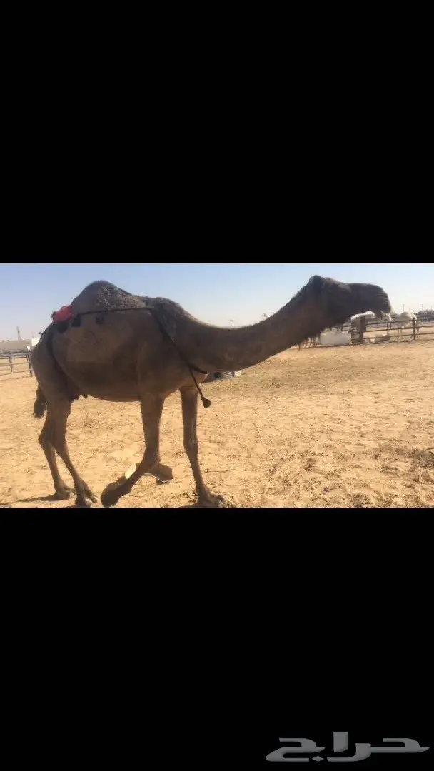 خلفه منيح جدا  وهديه  (image 5)