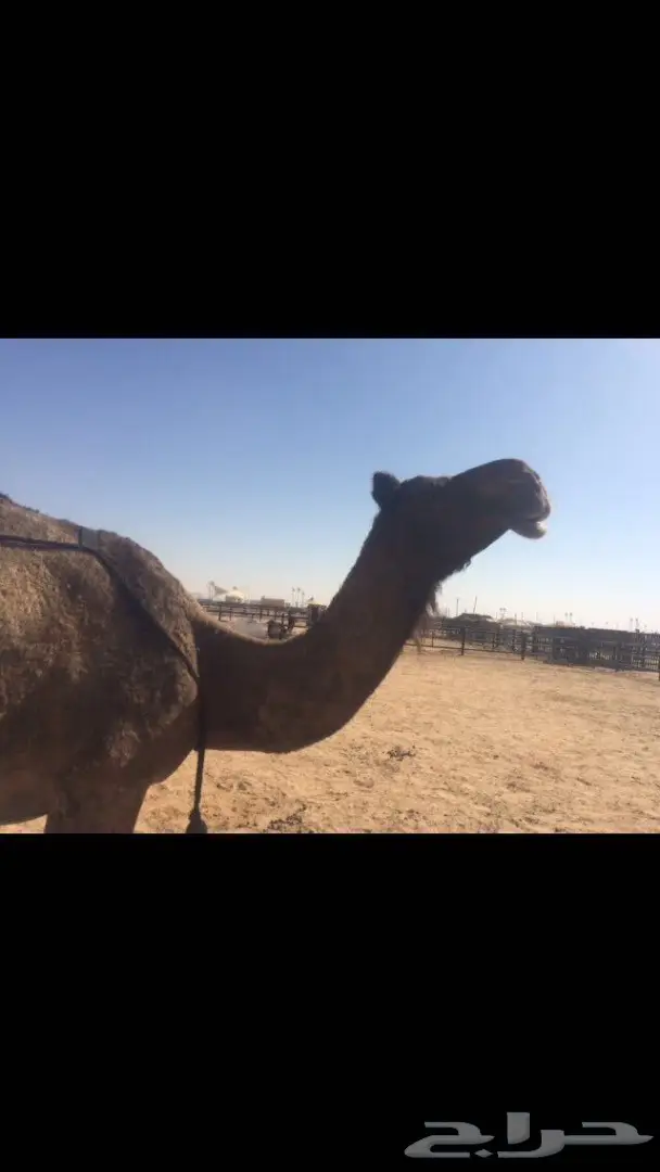 خلفه منيح جدا  وهديه  (image 6)