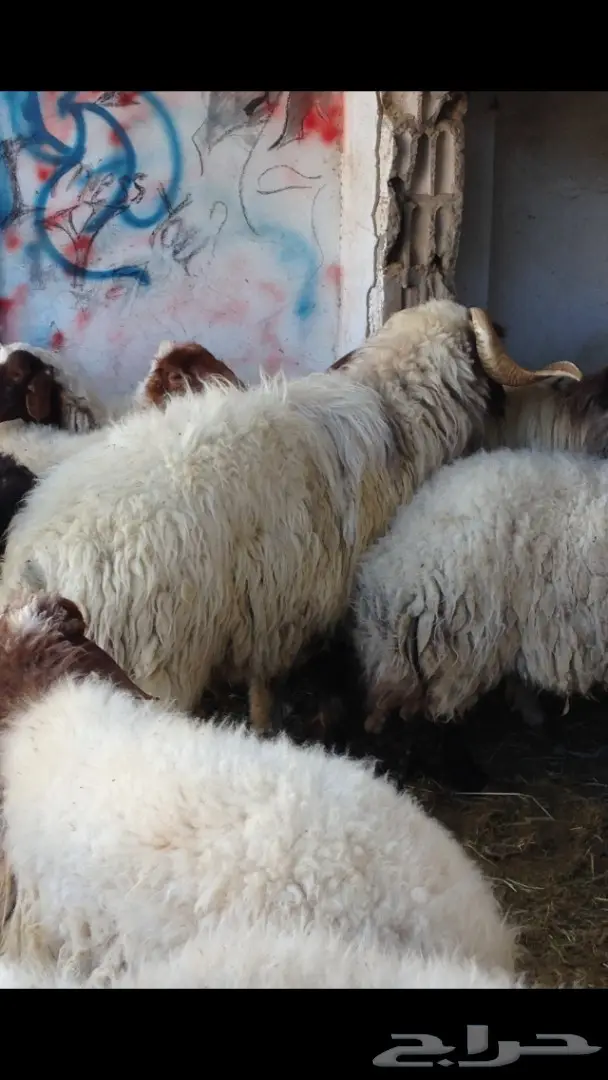 فحل نعيم صنف (image 7)