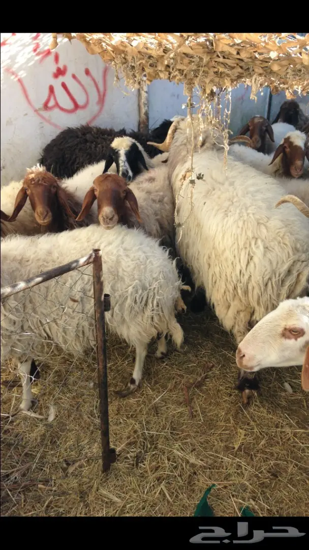 فحل نعيم صنف (image 8)