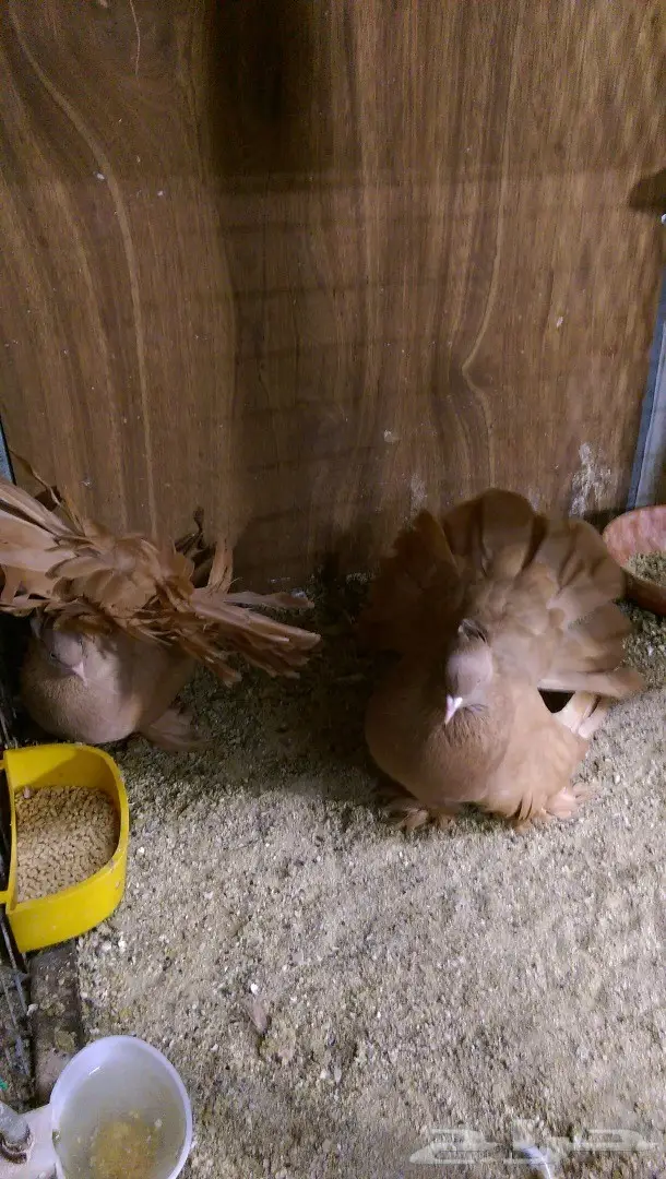 جوز شمسي امريكي ااصفر (image 1)