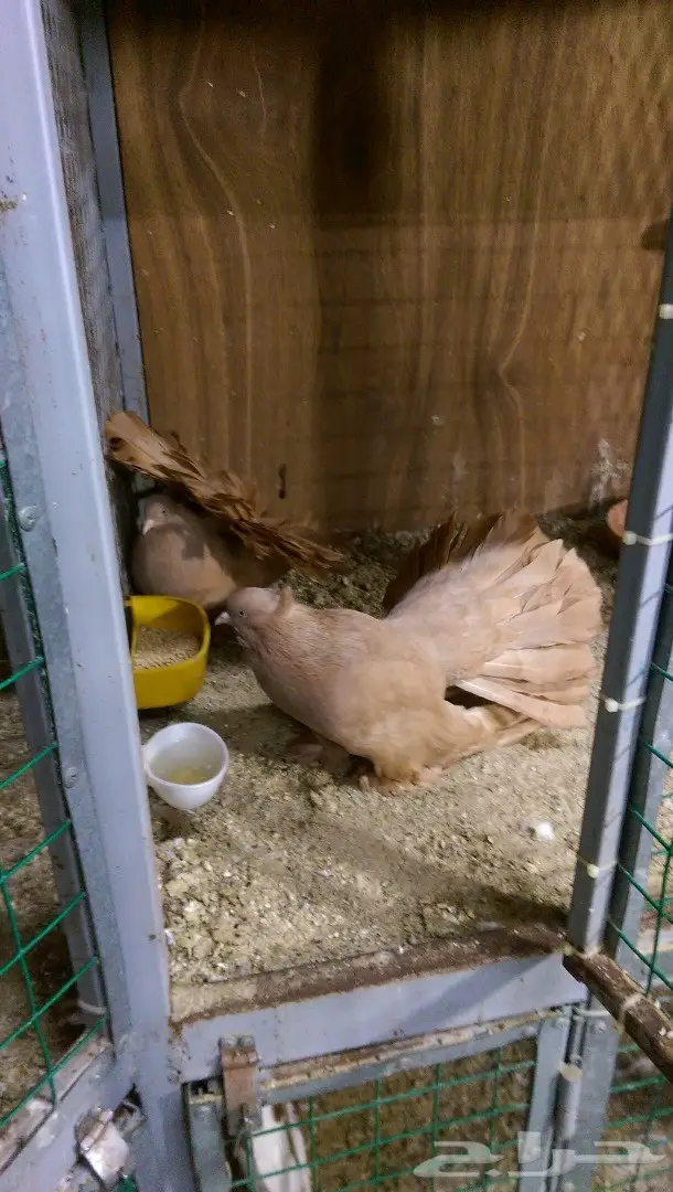 جوز شمسي امريكي ااصفر (image 3)