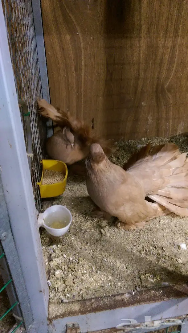 جوز شمسي امريكي ااصفر (image 5)