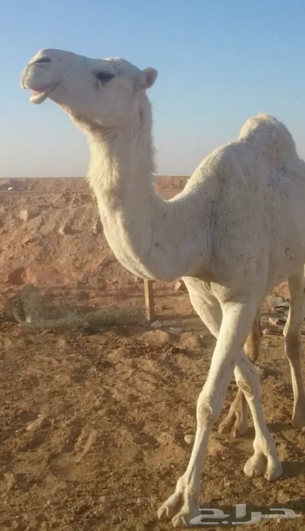 ناقه وضحى للبيع (image 2)