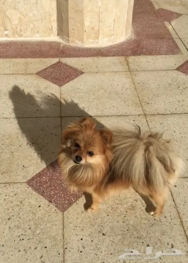 كلب بومرينيان - فرصة لا تُفوّت! (image 3)