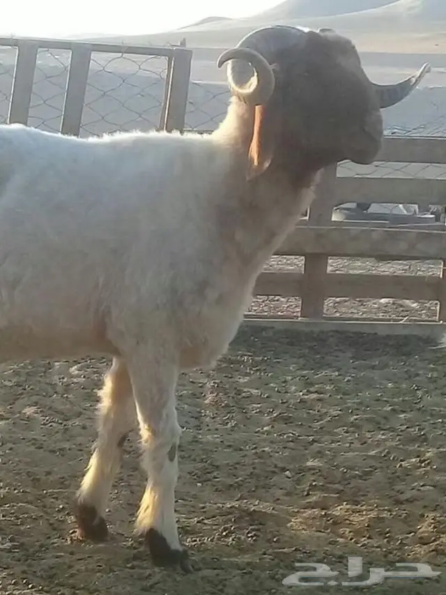  فحل نعيمي (image 1)