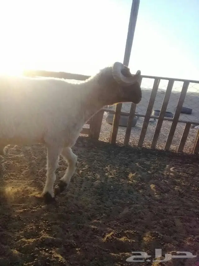  فحل نعيمي (image 2)