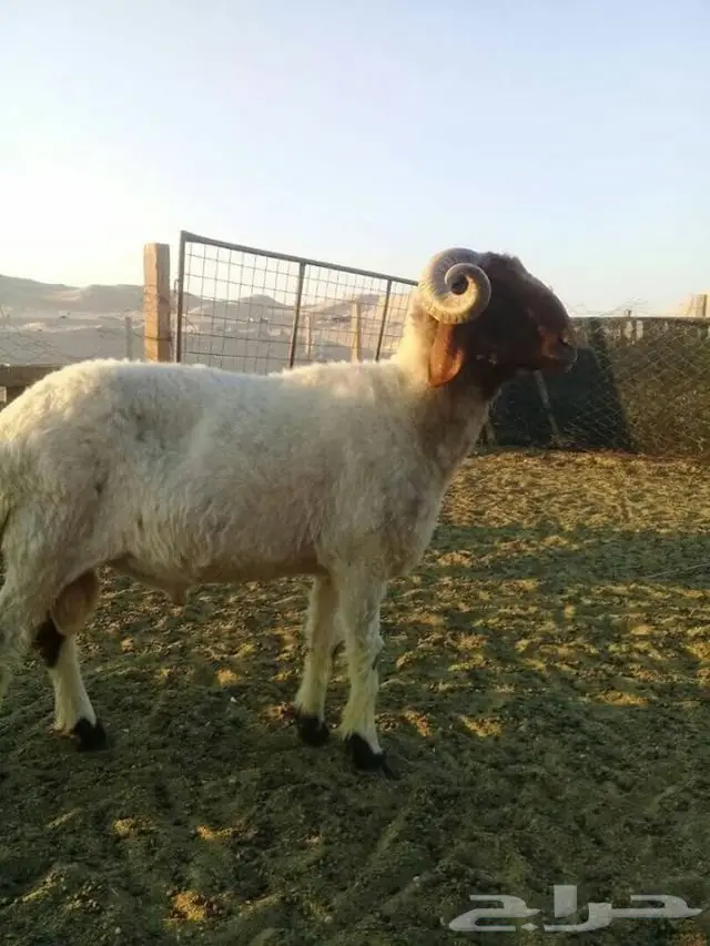  فحل نعيمي (image 3)