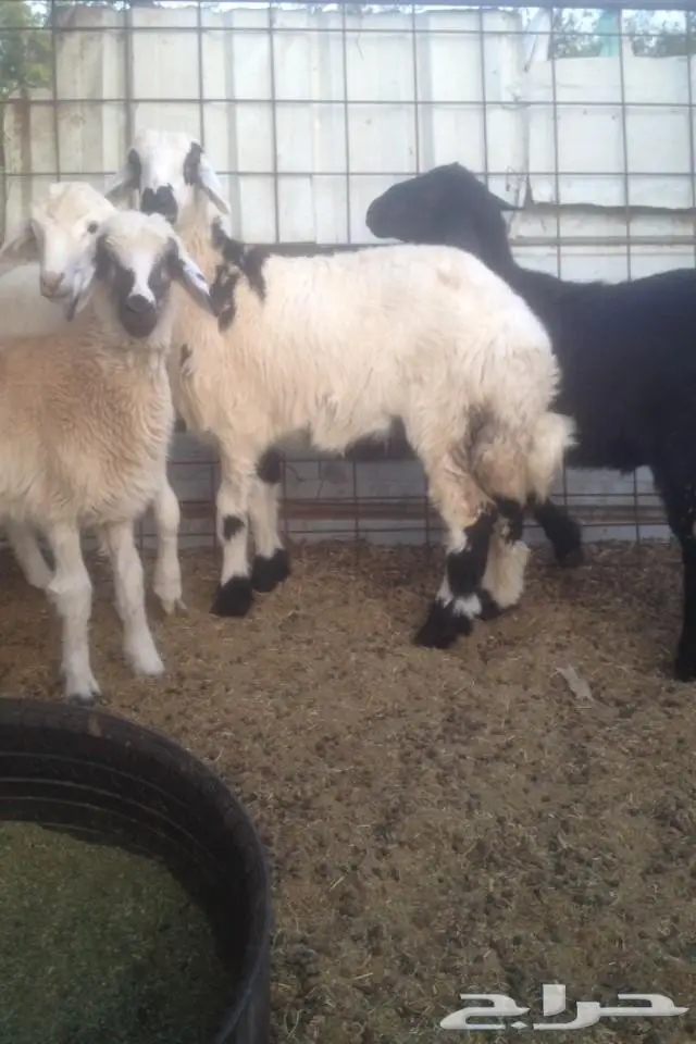 (املج) 4 رخال طيبات مهجنه للبيع 