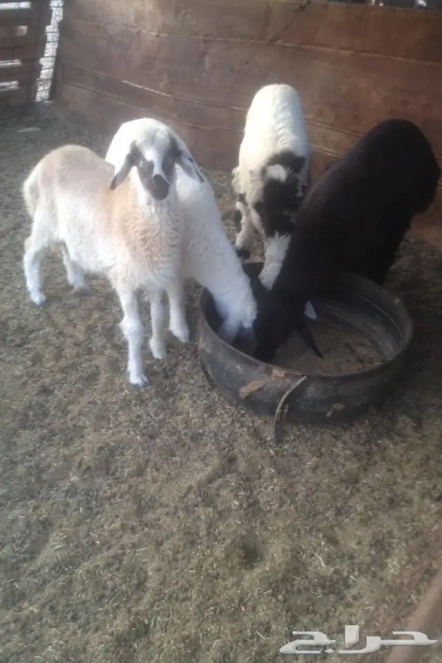 (املج) 4 رخال طيبات مهجنه للبيع  (image 1)