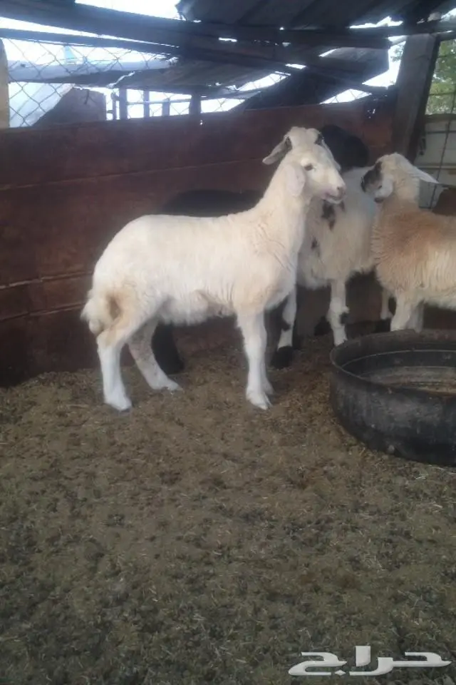(املج) 4 رخال طيبات مهجنه للبيع  (image 2)