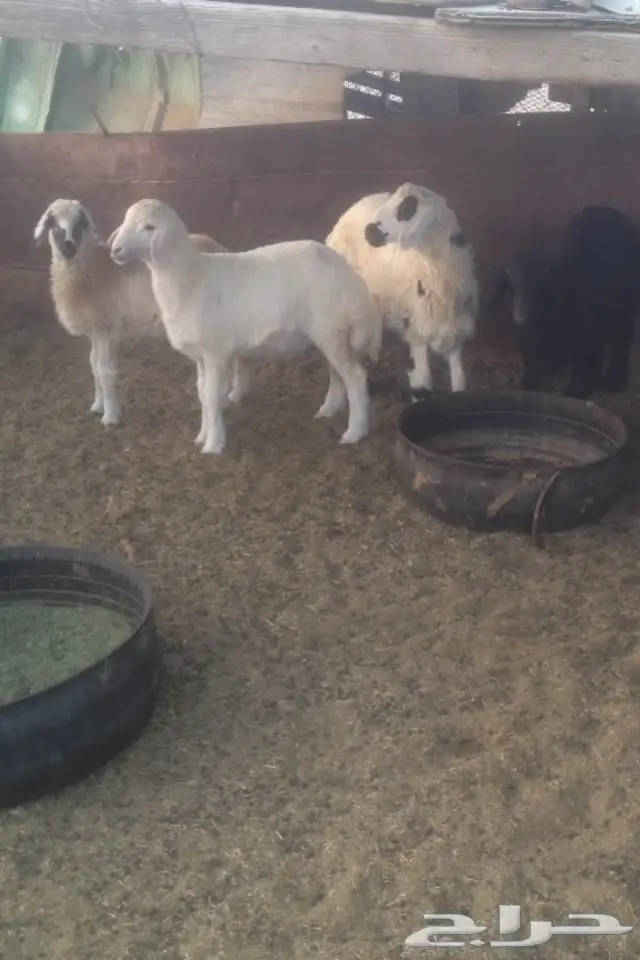 (املج) 4 رخال طيبات مهجنه للبيع  (image 3)