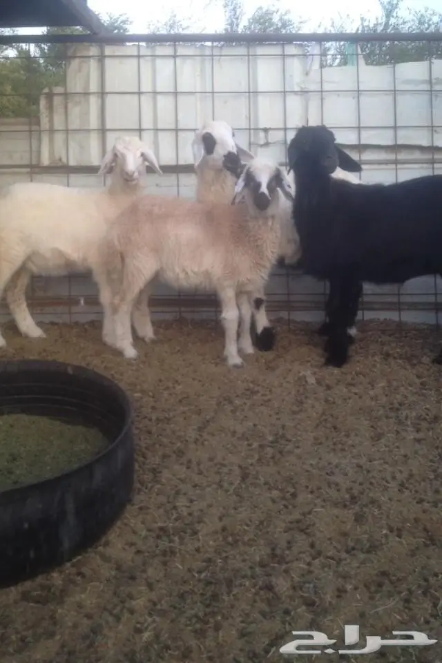 (املج) 4 رخال طيبات مهجنه للبيع  (image 4)