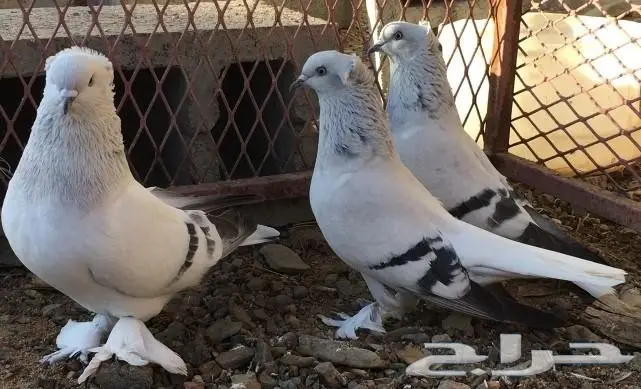 جوز وفرده ثلجيات خطينات  (image 3)