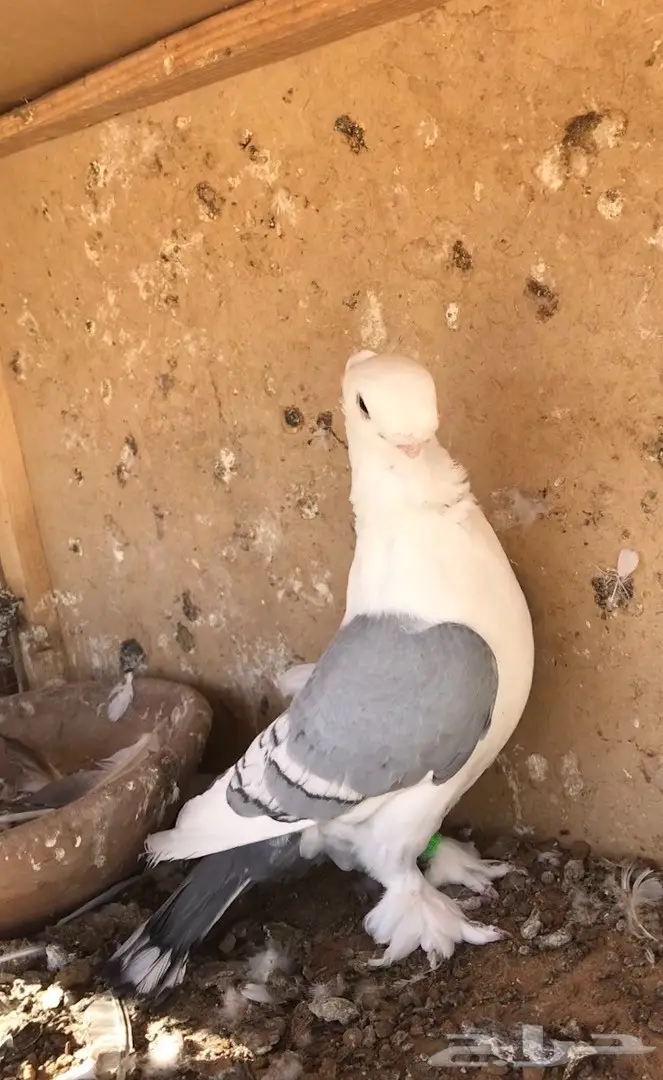 فحل ستنايت ازرق فل الفل 16 (image 4)