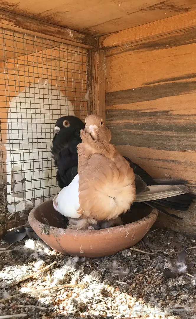 جوز كشكي للبيع (image 1)