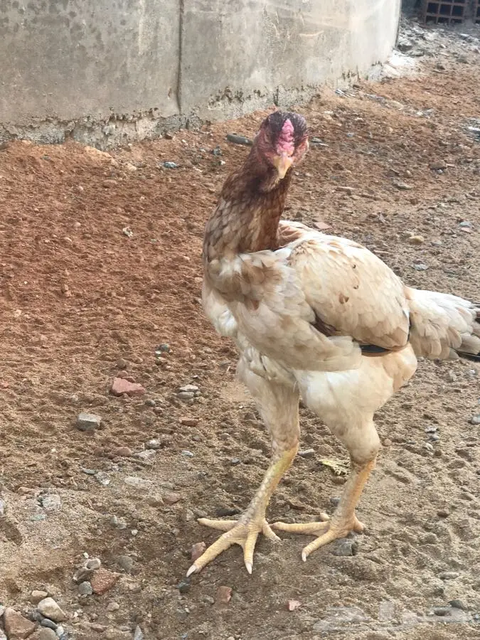 ديك ودجاجة باكستاني (image 3)