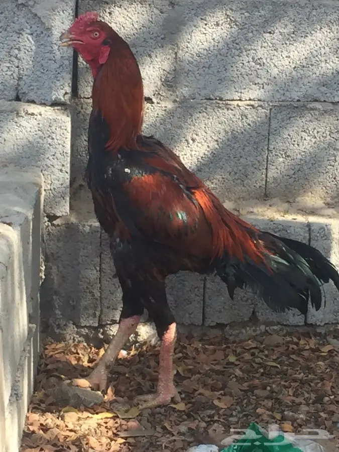 ديك باكستاني ( سندي )  (image 7)