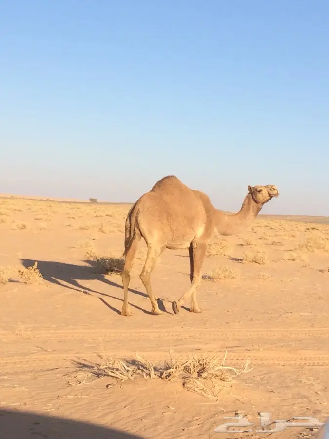 لقحه شعلا (image 1)