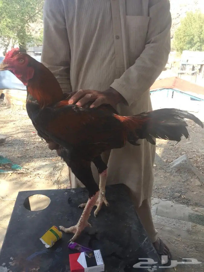 ديك باكستاني ( سندي )  (image 8)