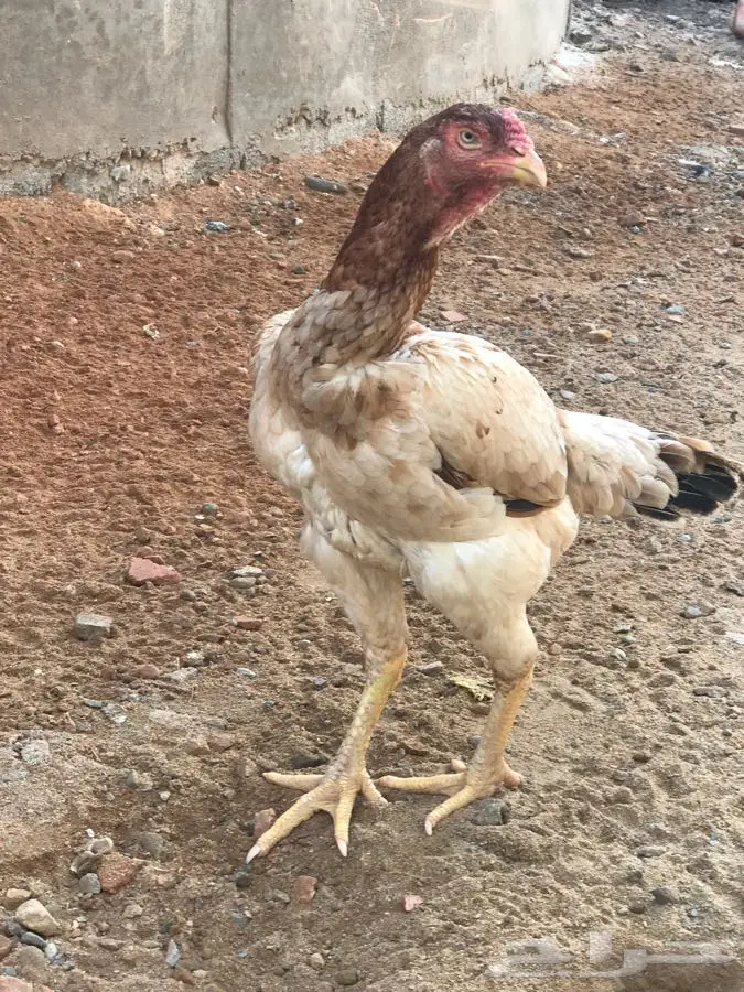 ديك ودجاجة باكستاني (image 2)