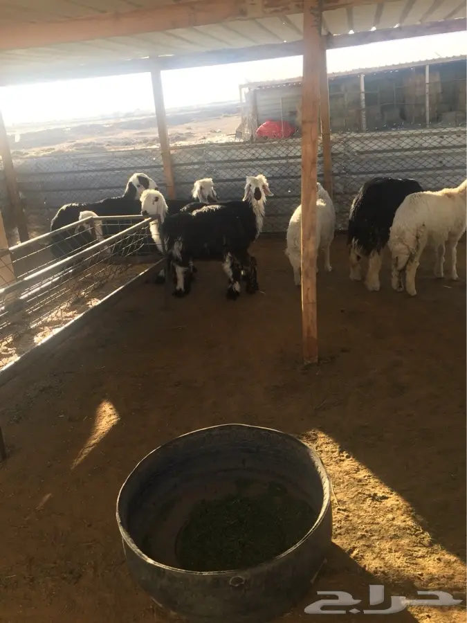 ملهم عن الرياض 60 كيلو طريق القصيم (image 7)