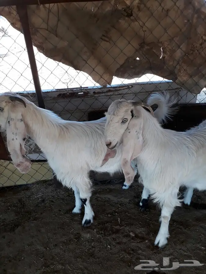 عنقان اجذعات دفع (image 3)