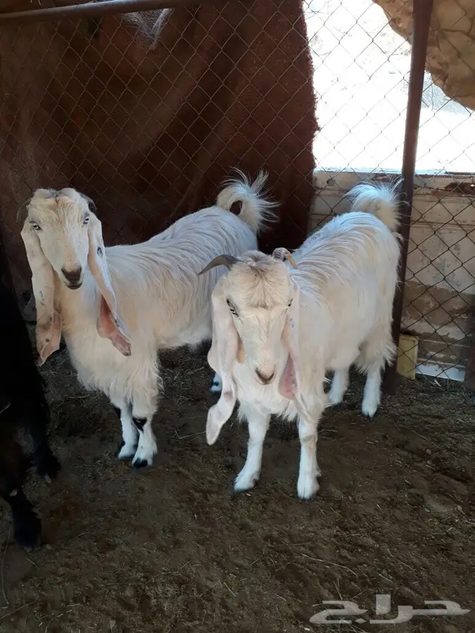 عنقان اجذعات دفع (image 1)