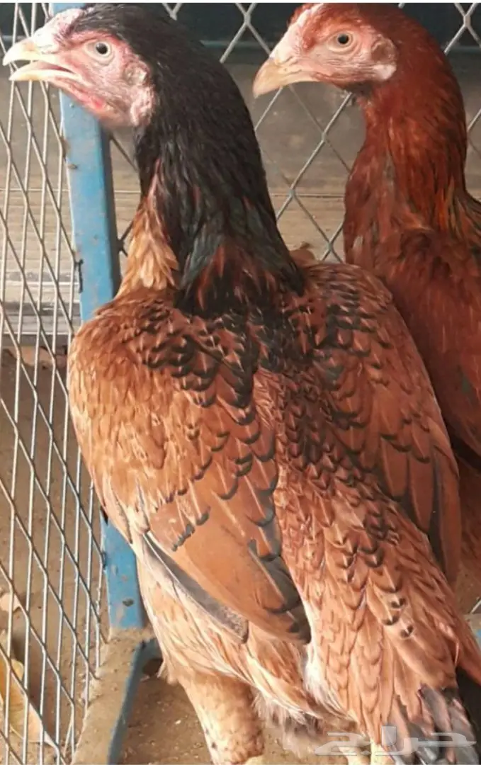 دجاج بكستاني أصيل للبيع - فرصة ذهبية! (image 14)