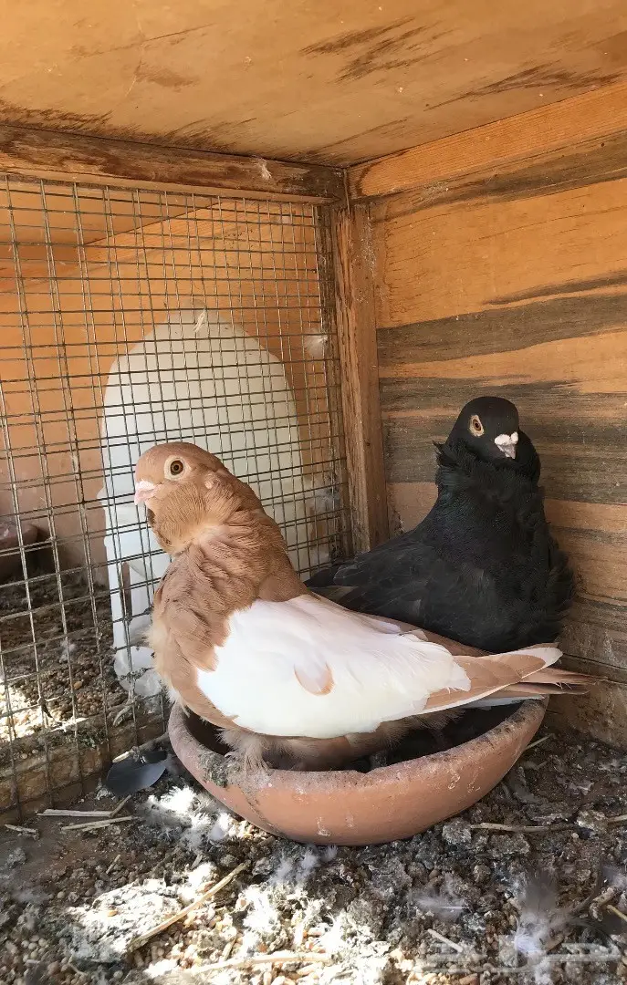 جوز كشكي للبيع (image 4)