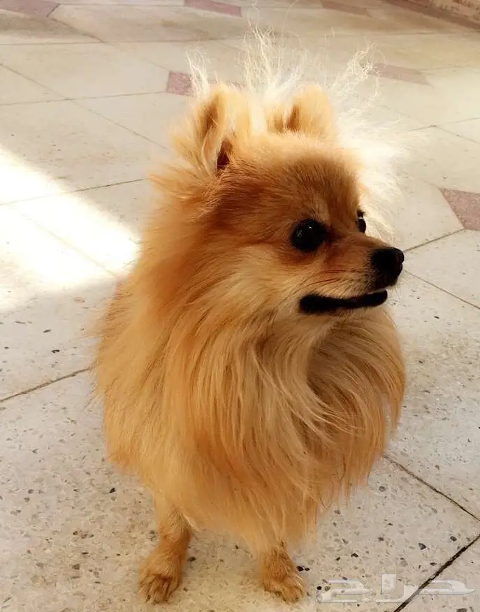 كلب بومرينيان Pomeranian