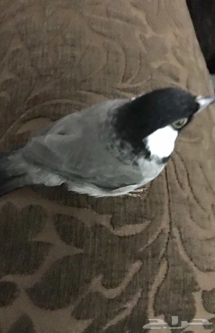 للبيع طير بلبل اليف  بالشرقيه