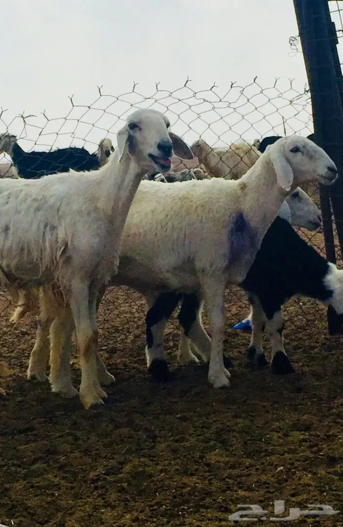 جذعه حريه ذبيحه طيبه  (image 4)