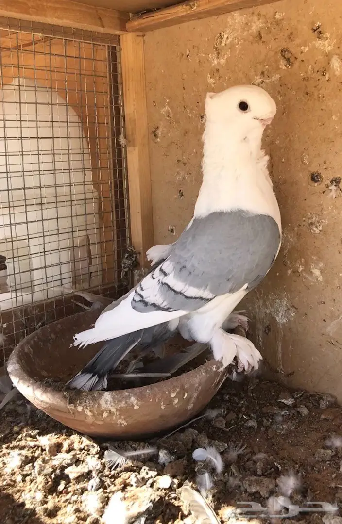 فحل ستنايت ازرق فل الفل 16 (image 2)