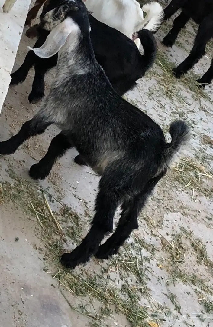 تيوس سمان  (image 5)