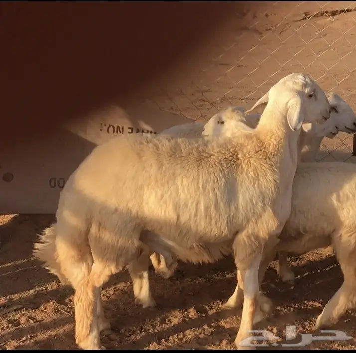 مشروع فحل (image 1)