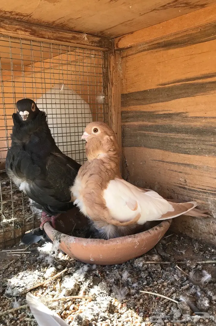 جوز كشكي للبيع