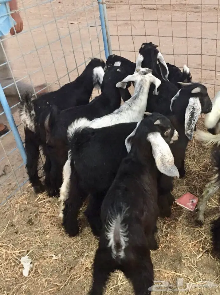 تيوس سمان  (image 3)