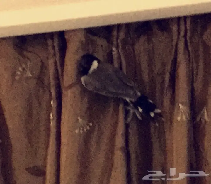 فرخ بلبل طفره نادر - فرصة لا تُفوَّت! (image 1)