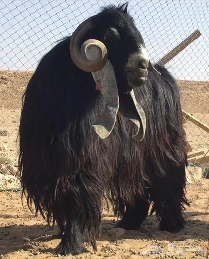 جفار عوارض نقوه وطييبه بفحلها معرفات