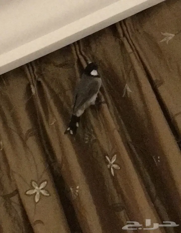 فرخ بلبل طفره نادر - فرصة لا تُفوَّت! (image 4)